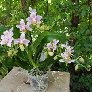 Phalaenopsis Little Star - Img 3