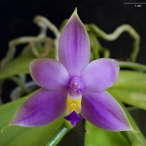 Phalaenopsis Violacea var. Coerulea FS