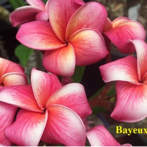 Plumeria Bayeux