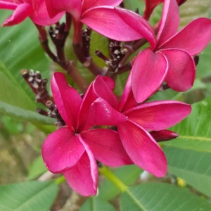 Plumeria Cardinal - Img 3