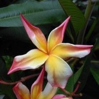 Plumeria Dragon Tears