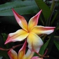 Plumeria Dragon Tears