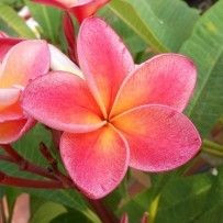 Plumeria Dulcemia