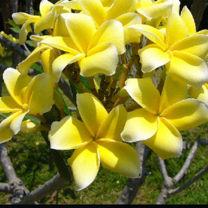 Plumeria Inca Gold