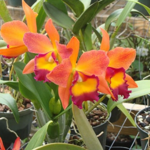 Potinara Chief Sweet Orange  FS