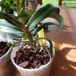 renanthopsis mildred jameson "bonsall" HCC/AOS - Img 2