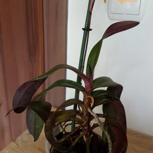 Renanthopsis Mildred Jameson - Img 3