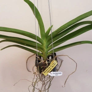 Rhynchovanda Sri Siam x Rhyncostylis Gigantea red/red-1 w1 FS - Img 3
