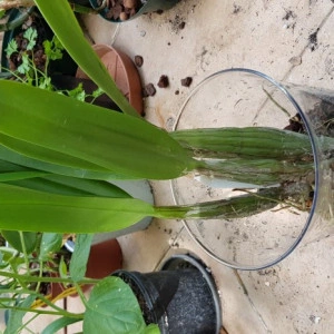 Schonburgkia Thomsoniana - Img 2