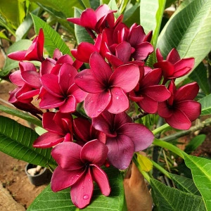 Black Ruby JL