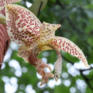 Stanhopea Gutulata NFS