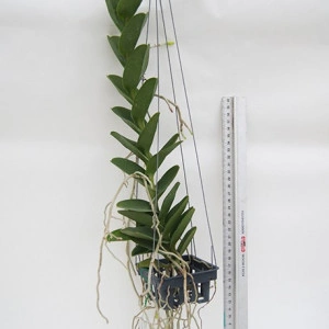 Trichoglottis Atropurpurea FS - Img 2