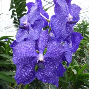 Vanda Blue Magic SS1