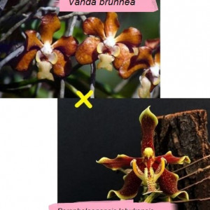 Vanda Brunnea X Paraphalaenopsis Labukensis - Img 1