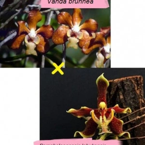 Vanda Brunnea X Paraphalaenopsis Labukensis