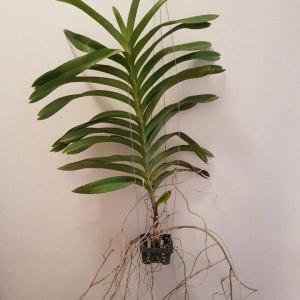 Vanda Denisoniana X xself w1 FS - Img 2