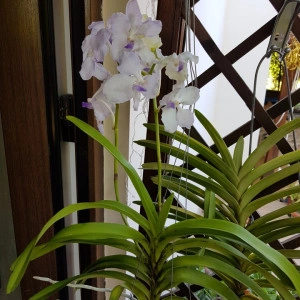 Vanda Kanchana Lavender Mist - Img 3