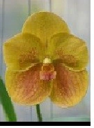 Vanda madame Pranerm x V. Thananchai