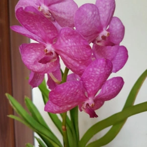 Vanda Mix in vas de sticla