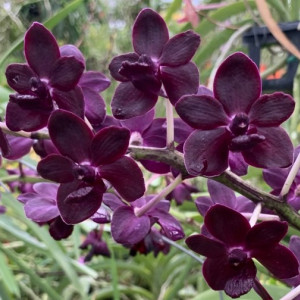 Vandacostylis Colmarie