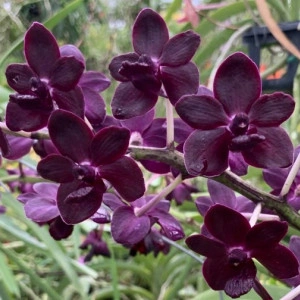Vandacostylis Colmarie