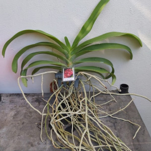 Vasco. Crownfox Red Gem X Rhy. gigantea red - Img 2