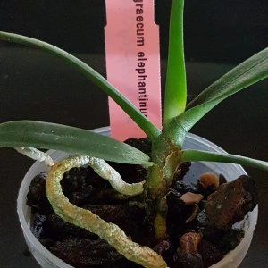 Angraecum Elephantinum FS - Img 2