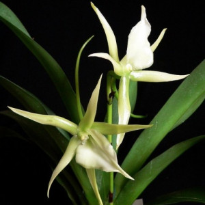 Angraecum Veitchii