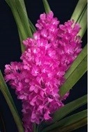 Ascocentrum Ampullaceum PCH selected clone FS