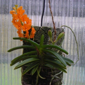 Ascocentrum Garayi FS