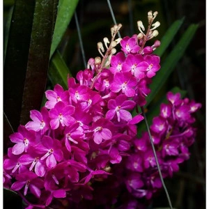 ASCTM. Curvifolium (shocking pink)