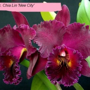Blc. Chia Lin