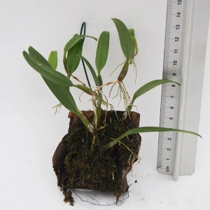 Bulbophyllum Odoratissimum - Img 2