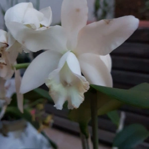 Cattleya alb - Img 2
