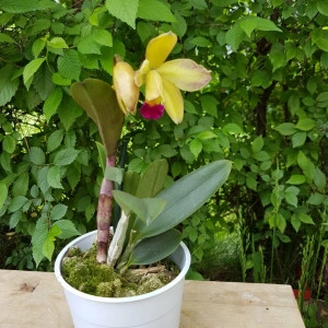 Cattleya crem+roz inchis