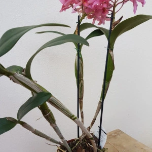 Cattleya Guatemalensis - Img 3