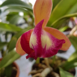 Cattleya roz degrade - Img 5