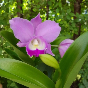 Cattleya - Img 2