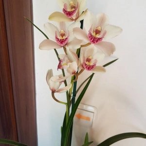 Cymbidium 1T