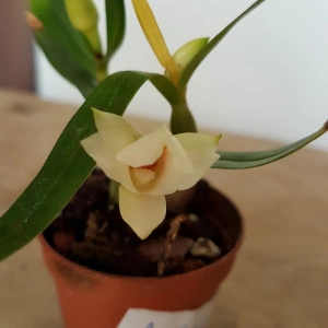 Dendrobium Fuerstenbergianum - Img 3