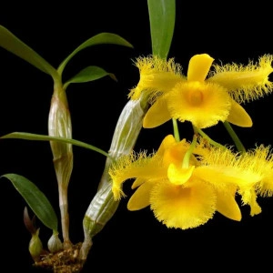 Dendrobium Harveyanum - Img 4