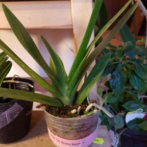 Doritaenopsis Tzu Chiang Sapphire FS j2 - Img 2