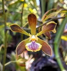 Encyclia Cindy FS