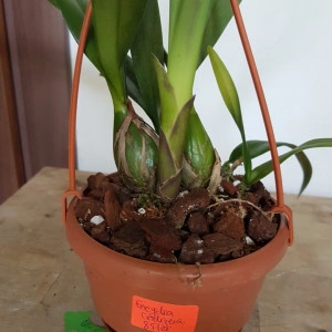 Encyclia Cordigera - Img 3