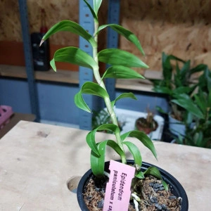 Epidendrum Paniculatum - Img 2