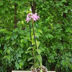 Epidendrum Radicans Rose Toeffe - Img 2