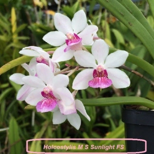Holcostylis MS Sunlight FS