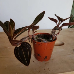 Ludisia Discolor - Img 2