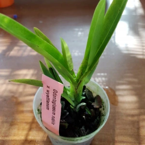 Odontoglossum Nobile X Odontoglossum Wyattianum - Img 2