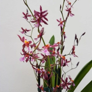 Oncidium Katarina Zoch